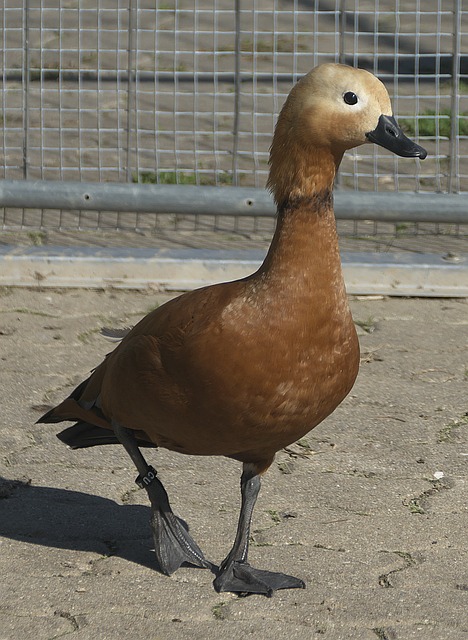 模糊